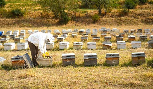 Muş'ta bal hasadı tamamlandı: 700 ton bal elde edildi