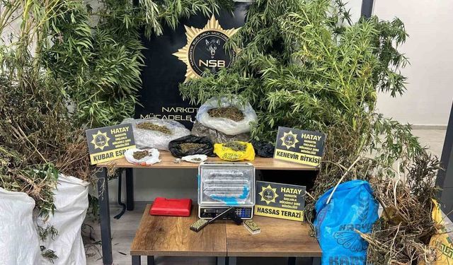 Müstakil evin bahçesinde yetiştirilen kenevirlerin boyu çatıya ulaşınca uyuşturucu taciri yakayı ele verdi