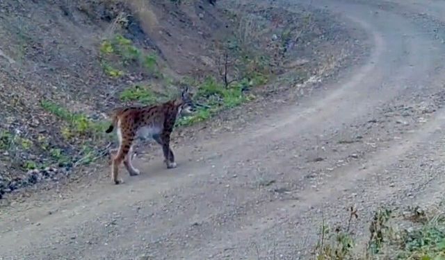 'Ormanın hayaleti' vaşak kameraya yansıdı