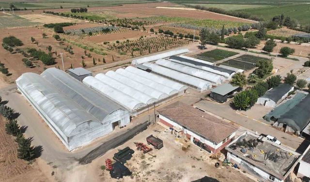 Şanlıurfa'da 500 bin mevsimlik çiçek üretilecek