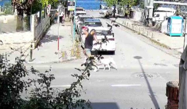 Sarıyer'de başıboş köpekler vatandaşları tedirgin ediyor