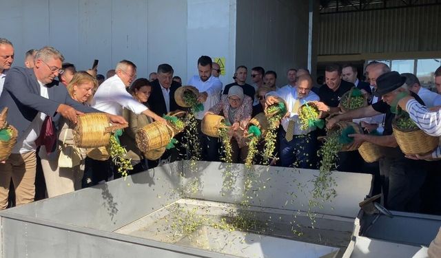 Sezonun ilk zeytin hasadı yapıldı