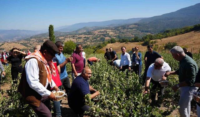 Sındırgı'da aronya hasat şenliği coşkusu
