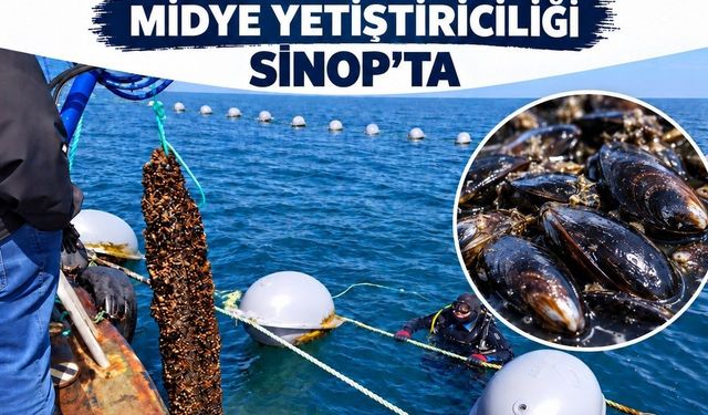 Sinop'ta 9 ayda 182 ton midye hasadı