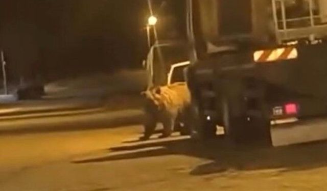 Sinop'ta ayı araçların arasında dolaştı