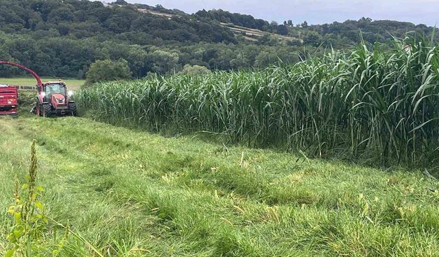Sinop'ta maralfalfa üretiminde ilk hasat yapıldı