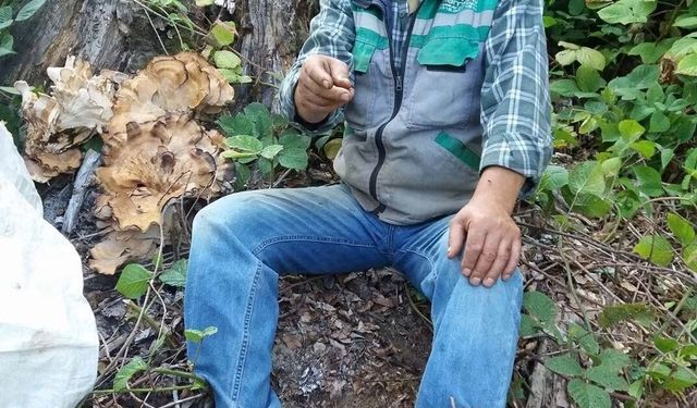 Sinop'ta traktör devrildi, orman işçisi hayatını kaybetti
