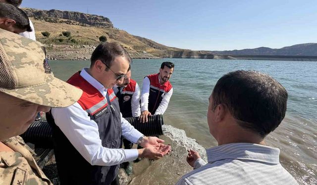 Şırnak'ta Ilısu Baraj Gölü'ne 800 bin yavru şabut balığı bırakıldı