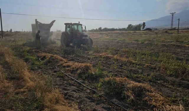 Tarımın kalbi Adilcevaz'da fasulye hasadına başlandı