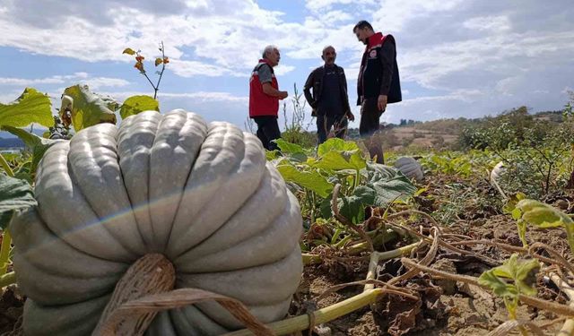 Tekirdağ'da tarladan sofraya bal kabağı mesaisi