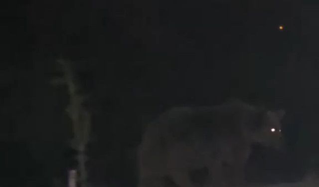 Tunceli'de ayılar ilçe merkezinde yiyecek ararken görüntülendi