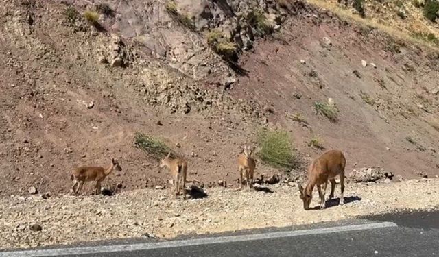 Tunceli'de dağ keçisi sürüsü görüntülendi