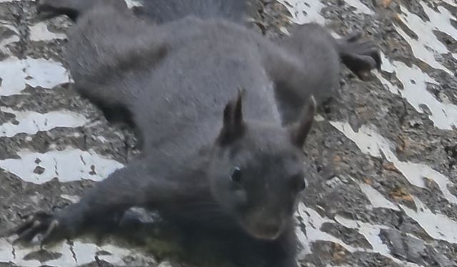 Tunceli'de nadir görülen kara sincap görüntülendi
