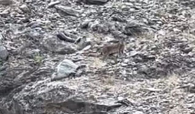 Tunceli'de vaşak görüntülendi