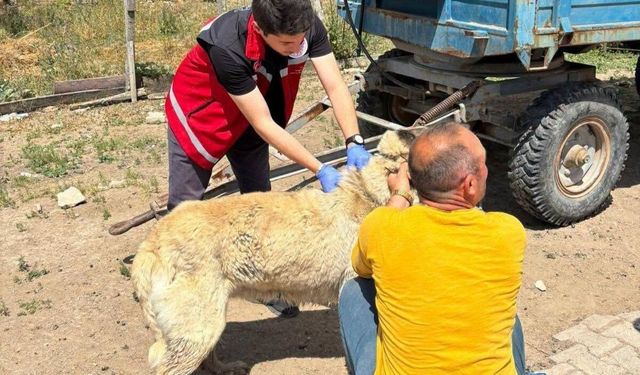 Valilik köpek sahiplerini uyardı: Kayıt yaptırmayana 10 bin, ter edene 108 bin TL ceza