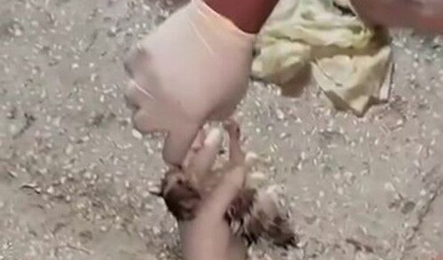 Vicdansızlığın bu kadarı pes dedirtti: Yavru kediler için mahalleli seferber oldu