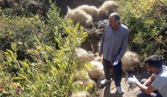 Yaylada yabani hayvandan kaçan sürüdeki 40 koyun telef oldu