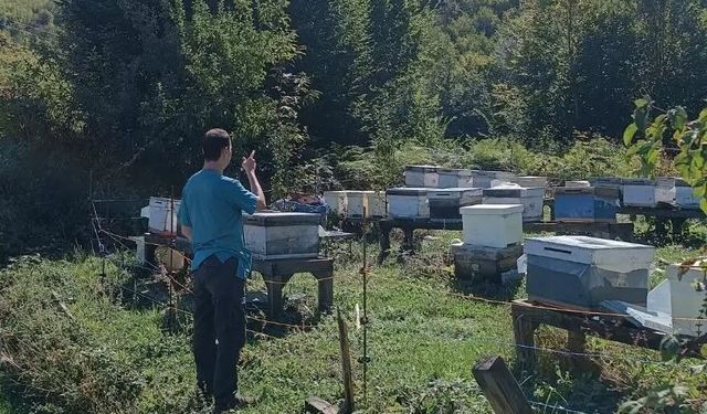 Yığılca'da arılı kovan sayımı yapıldı