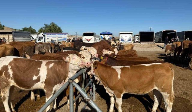 Yozgat'ta hayvan pazarları kapatıldı