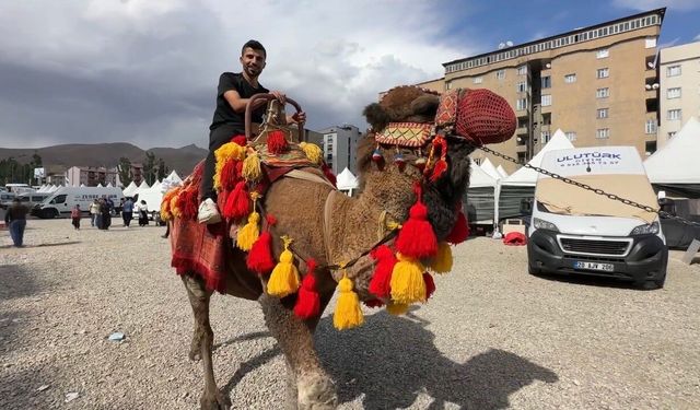 Yüksekova'ya getirilen develer ve midilli atları ilgi gördü