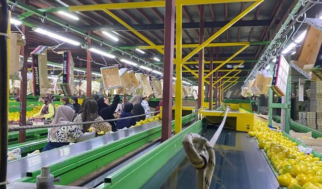 Yurt dışına satılan limonda pestisit kontrolleri sürüyor