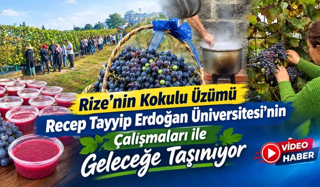 Rize’nin Coğrafi İşaretli Kokulu Üzümü Geleceğe Taşınıyor