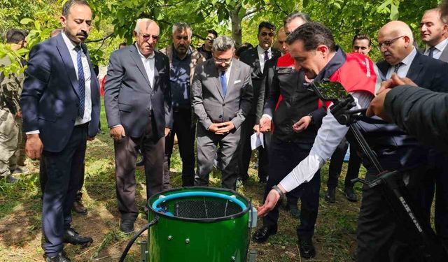 Adilcevaz'da ceviz hasadı başladı