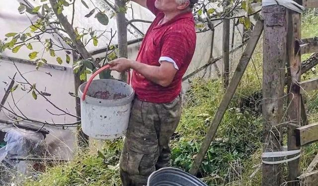 Ağasar'da fındığa alternatif olarak ceviz üretiliyor