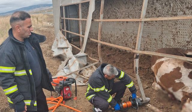 Aksaray'da büyükbaş hayvan yüklü tır devrildi