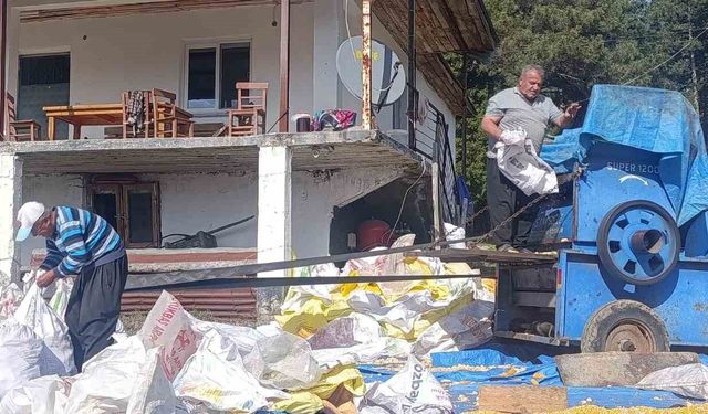 Andırın'da yerli mısır hasadı, Patosta çekilen mahsul güneşte kurutuluyor