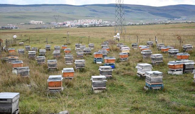 Ardahan'da bal hasadı bitti, 2027 sezonu için kış hazırlıkları başladı