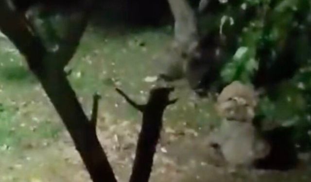 Ayı elma ziyafetine çıktı, ev sahibinin sözleri güldürdü