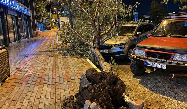 Bandırma'da fırtınada kökünden sökülen ağaç aracın üzerine devrildi