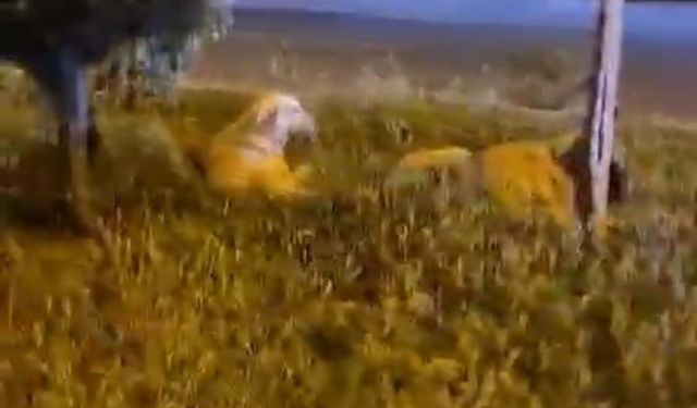 Batman 'Köpekler saldırmıyor' deyip video çekerken derken köpeklerin saldırısına uğradı