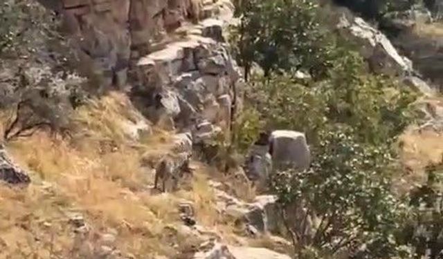 Batman'da nesli tehlike altında bulunan çizgili sırtlan görüntülendi