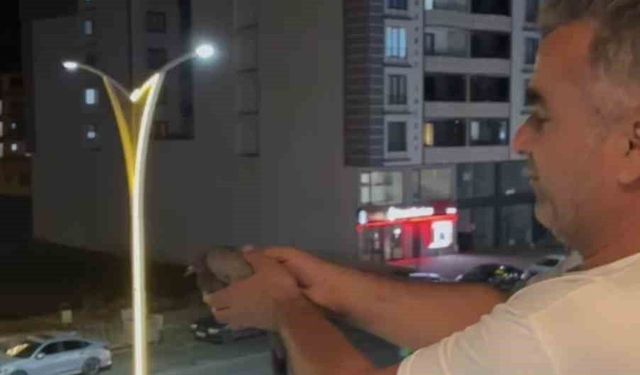 Bingöl'de havalandırma boşluğuna düşen 3 güvercini itfaiye kurtardı
