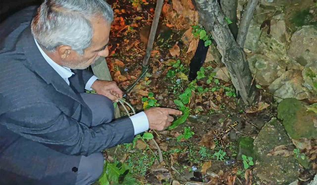 Bitlis'teki bir bahçede üç benekli semender görüntülendi