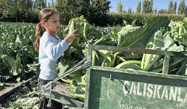 Burdur'da 9 yaşındaki Medine'nin bir eli tarlada, aklı ise geleceğinde