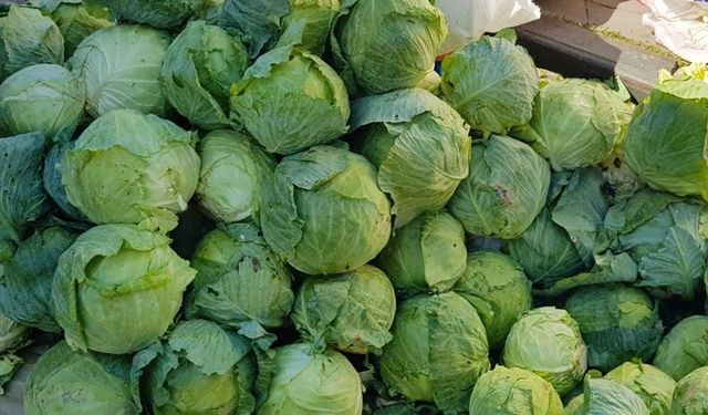 Coğrafi işaret tescili bekleyen Alucra kelemi (beyaz lahana) hasadı başladı