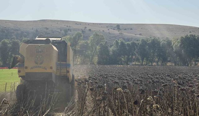 Çorum Belediyesinin atıl arazide yetiştirdiği ayçiçek hasat edildi
