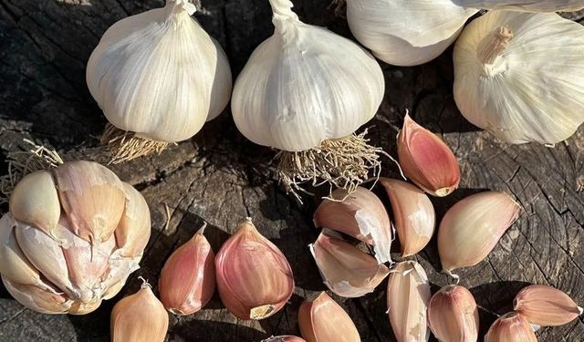 Çorum Üyük Sarımsağı coğrafi işaretle tescillendi