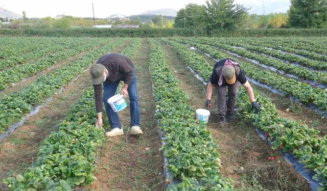 Deneme amaçlı ektikleri çilekte siparişlere yetişemiyorlar