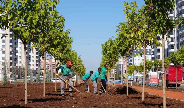 Diyarbakır'da yeşil bir kent için 9 bin ağaç ve 50 bin çalı toprakla buluştu