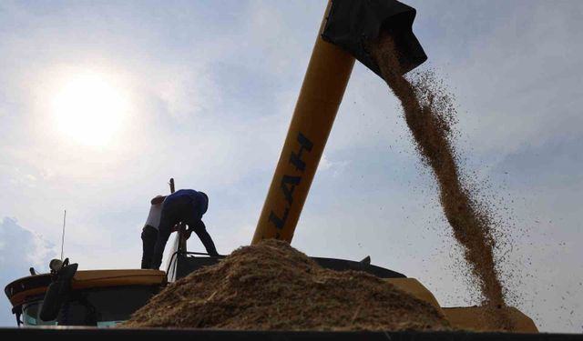 Diyarbakır'ın tescilli Karacadağ pirinci hem biçerdöverle hem de imece usulü biçiliyor