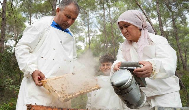 Dünyada 'Çam Balı'nın yüzde 90'ı Türkiye'de üretiliyor: Bereketli sağım başladı