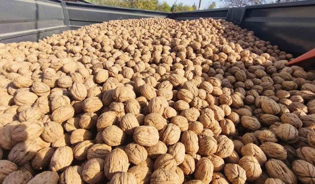 Edirne'de 400 ton ceviz rekoltesi bekleniyor: Üreticiler ürün kalitesi ve verimden memnun