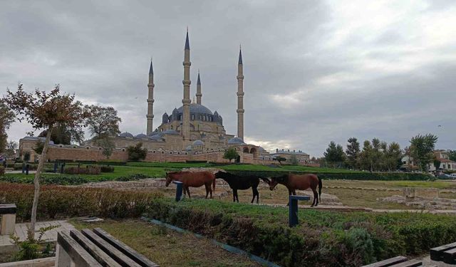 Edirne'de Selimiye Meydanı'nda başıboş atlar görenleri şaşırttı