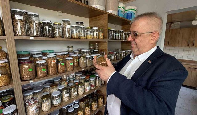 Edremit'te ata tohumları gelecek nesillere taşınıyor