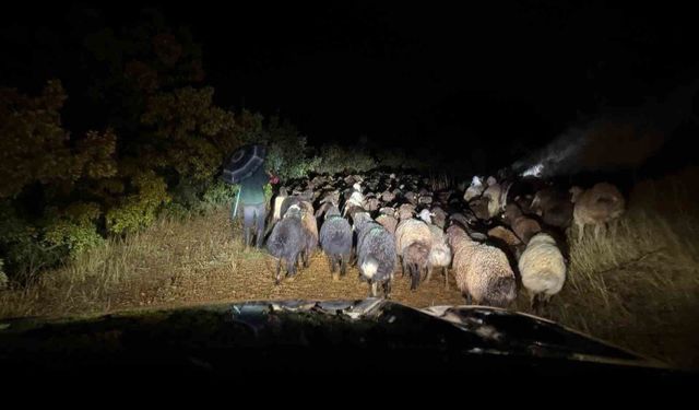 Elazığ'da dağlık alanda mahsur kalan çoban ve 200 küçükbaş hayvan kurtarıldı