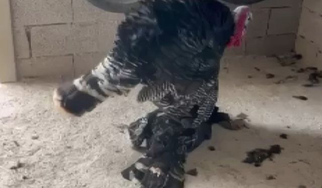 Erkek hindi, vefat eden dişi hindinin başından ayrılmadı